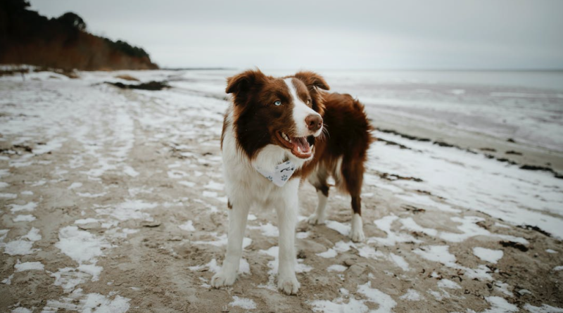 pet