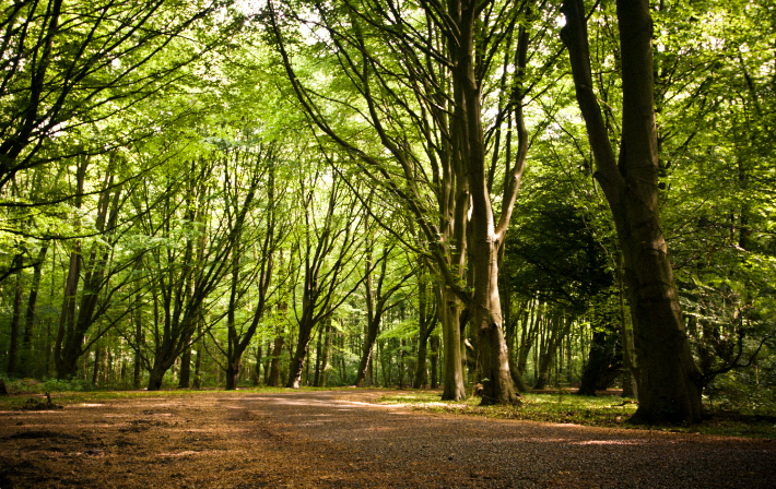 Amsterdamse Bos