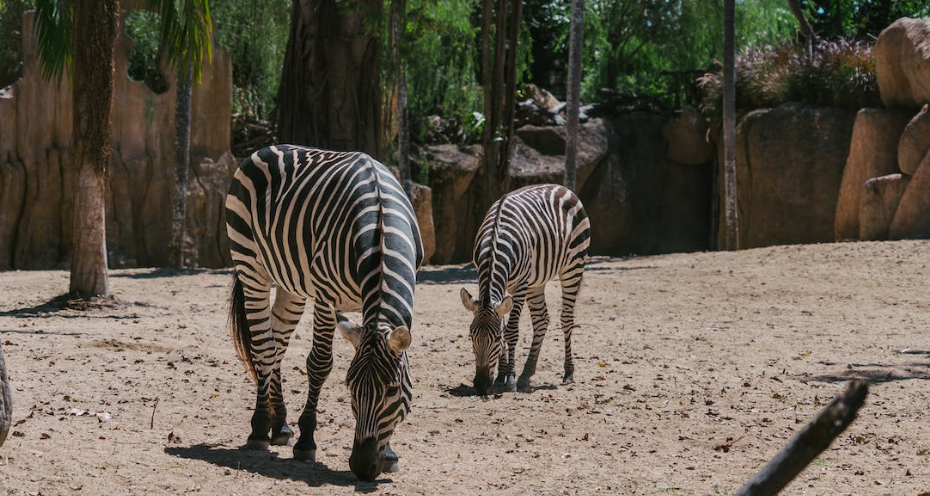 Bali Safari and Marine Park