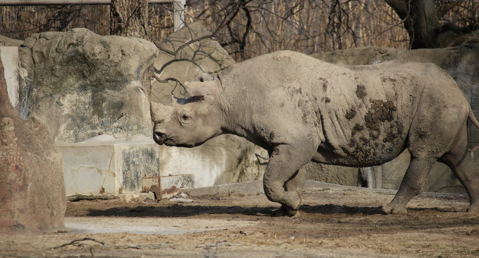 Bali Zoo