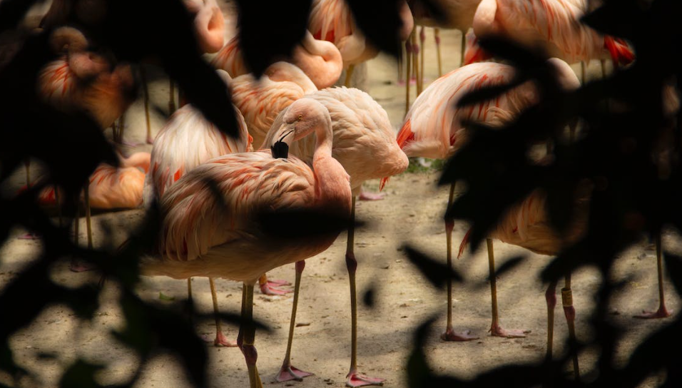 Chester Zoo