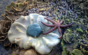 Coral Bay