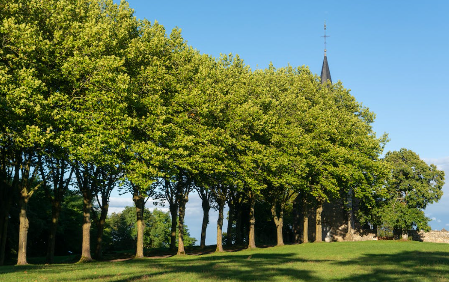 Fitz Park
