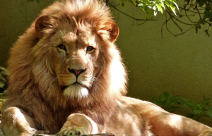 Jersey Zoo