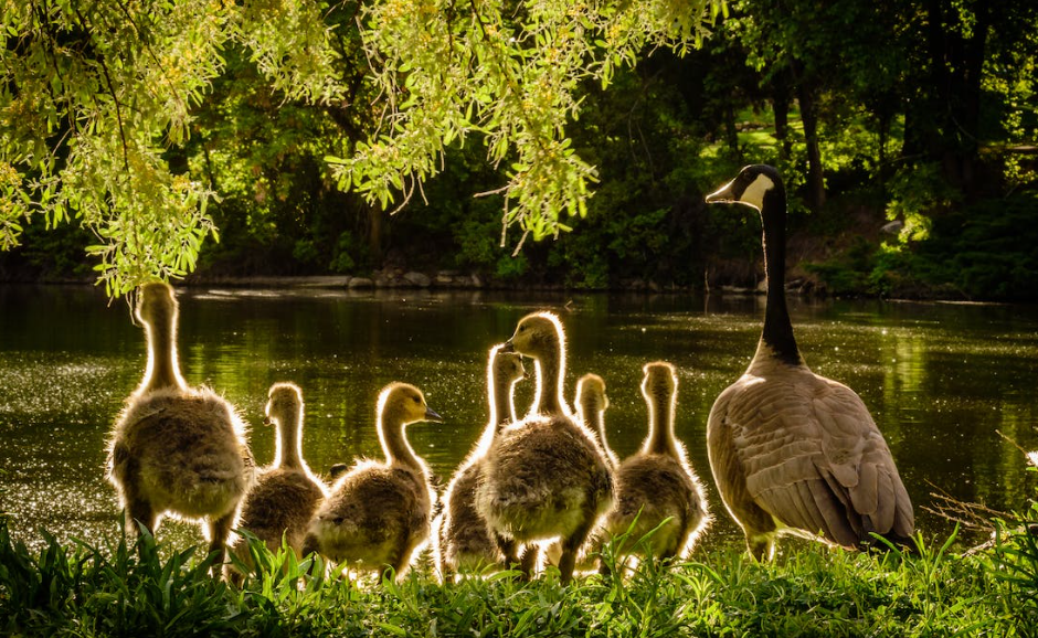 Manor Wildlife Park