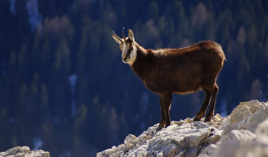 Mountain Goat Tours