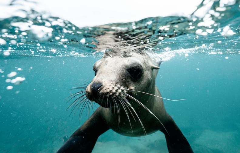 Natureland Seal Sanctuary