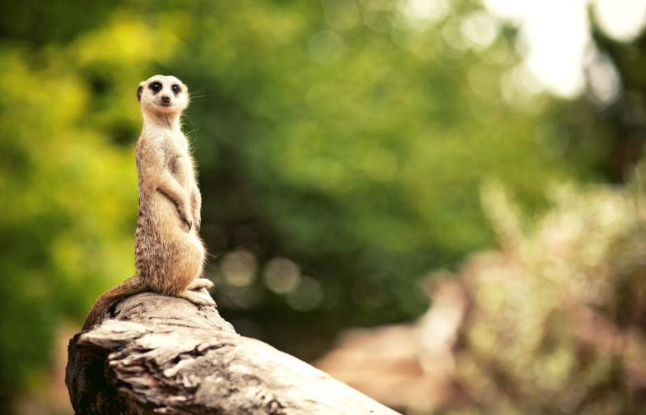 OVERNIGHT AT THE LONDON ZOO