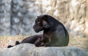 Pafos Zoo