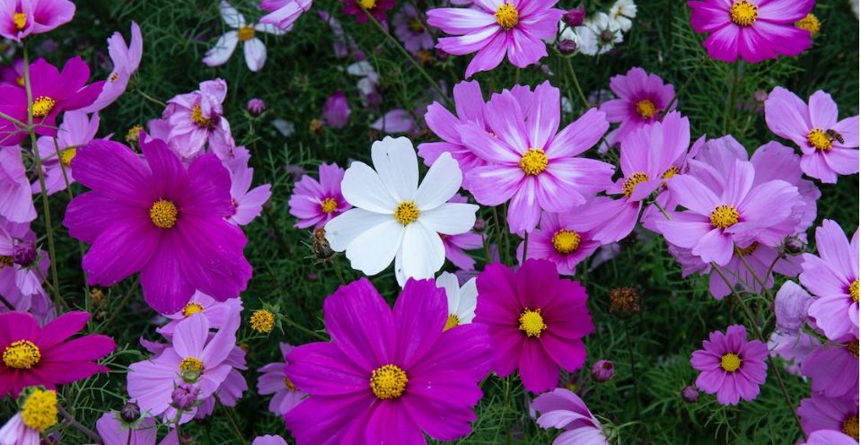 Sheffield Botanical Gardens