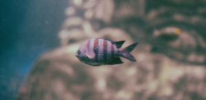 Skegness Aquarium