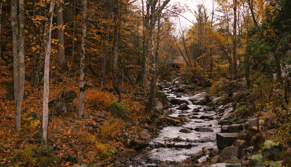 The Brook