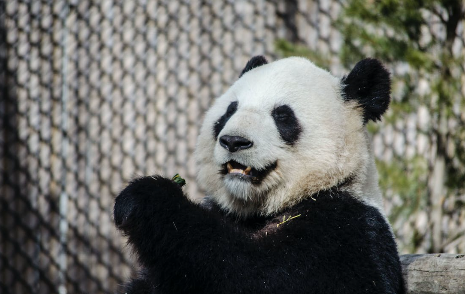 Toronto Zoo