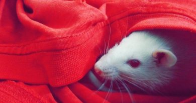 Top Companies To Keep Your Home Pest-Free