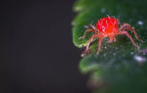 Understanding Pest Control