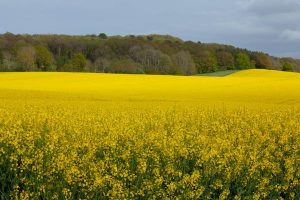 agriculture in London