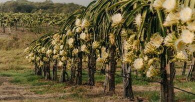 thriving agricultural landscape