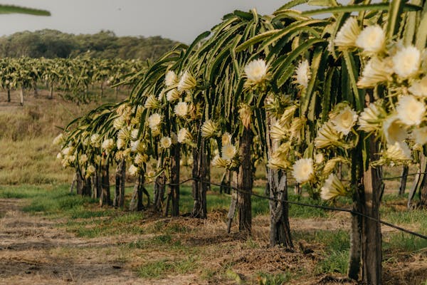 thriving agricultural landscape