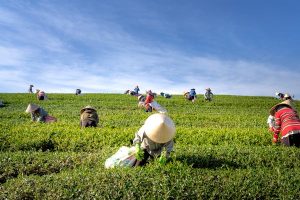 harvesting in agriculture 